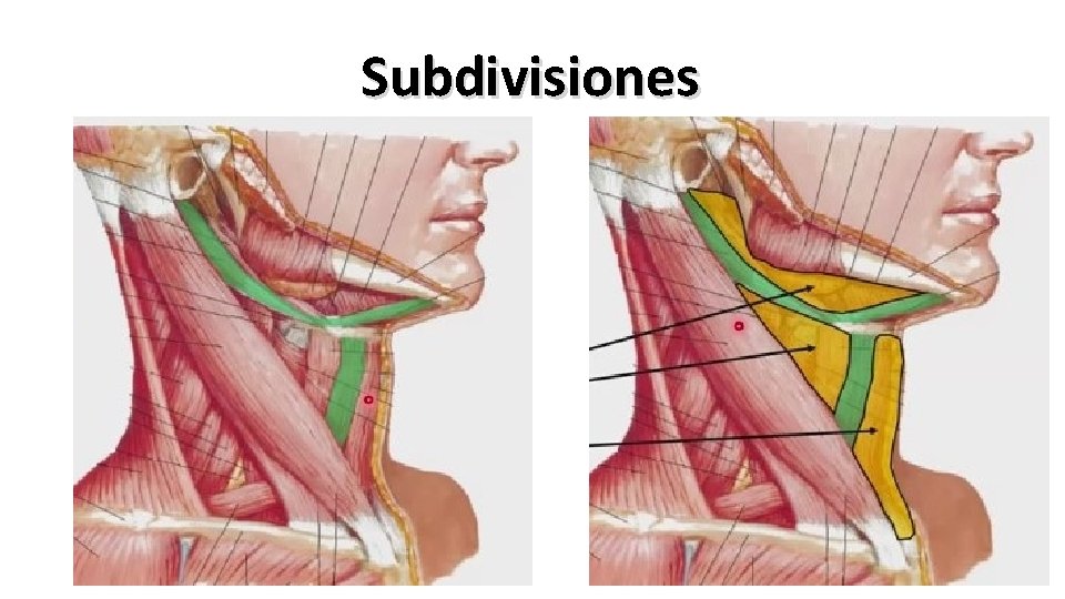 Subdivisiones 