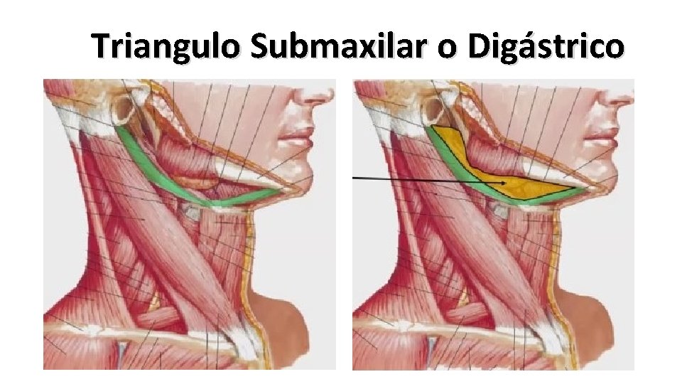 Triangulo Submaxilar o Digástrico 