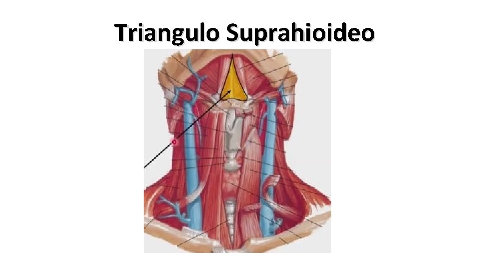 Triangulo Suprahioideo 