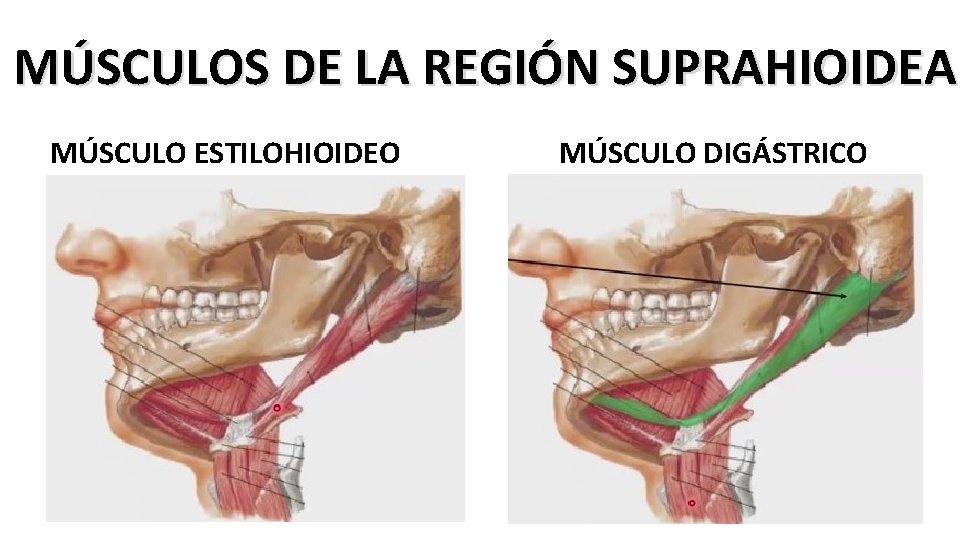 MÚSCULOS DE LA REGIÓN SUPRAHIOIDEA MÚSCULO ESTILOHIOIDEO MÚSCULO DIGÁSTRICO 