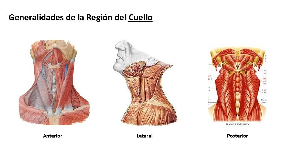 Generalidades de la Región del Cuello Anterior Lateral Posterior 