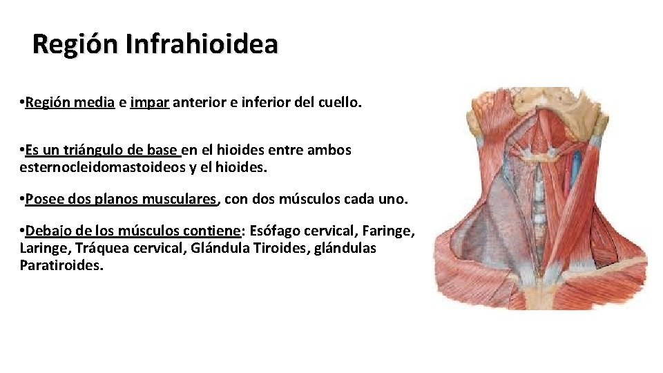 Región Infrahioidea • Región media e impar anterior e inferior del cuello. • Es