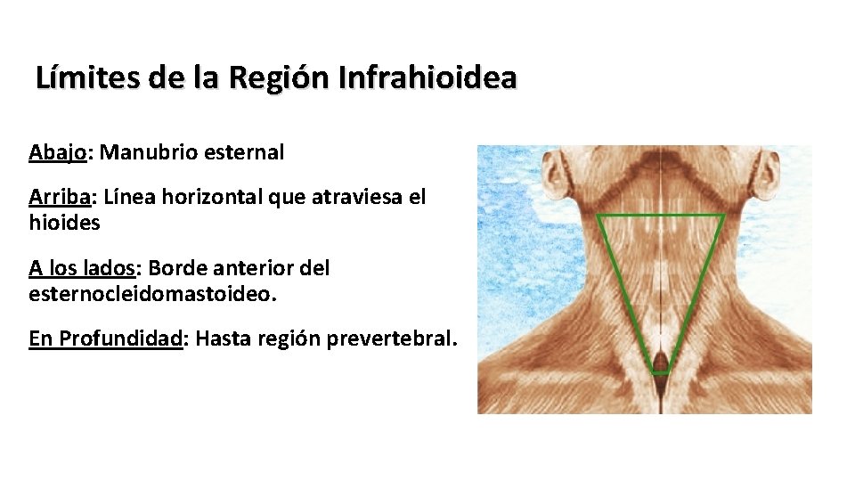 Límites de la Región Infrahioidea Abajo: Manubrio esternal Arriba: Línea horizontal que atraviesa el