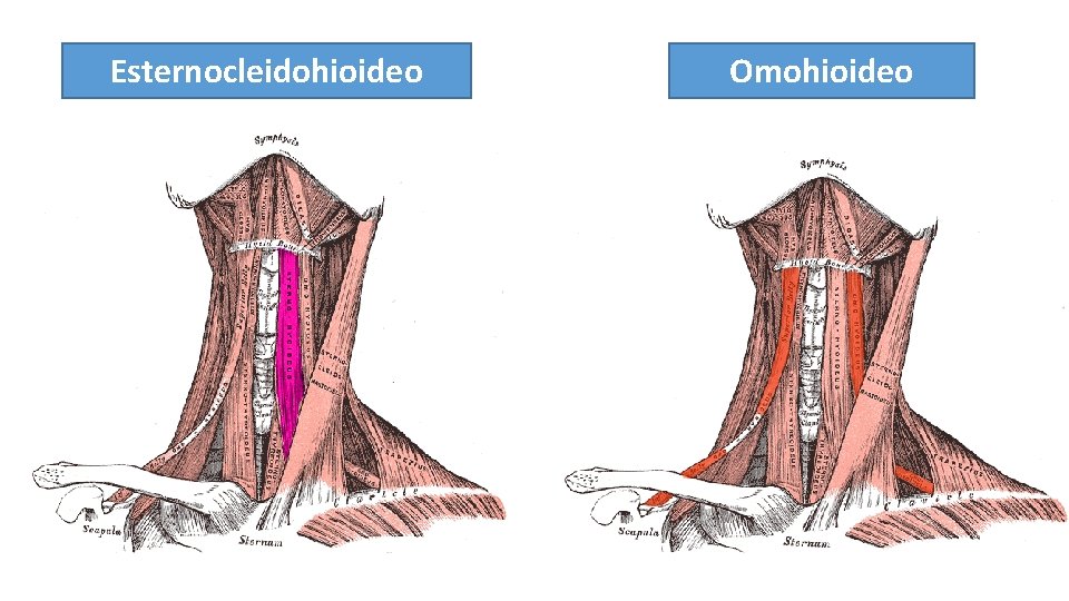 Esternocleidohioideo Omohioideo 