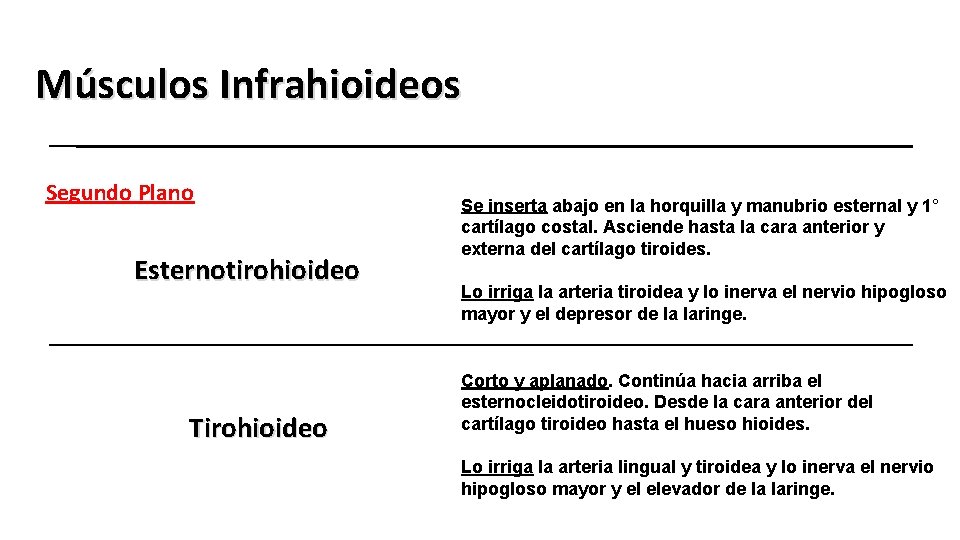 Músculos Infrahioideos Segundo Plano Esternotirohioideo Tirohioideo Se inserta abajo en la horquilla y manubrio