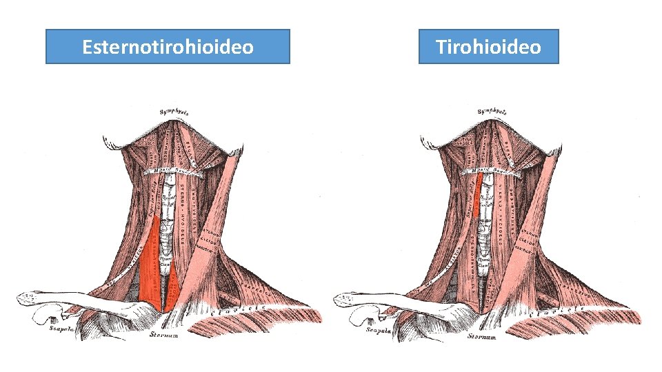 Esternotirohioideo Tirohioideo 