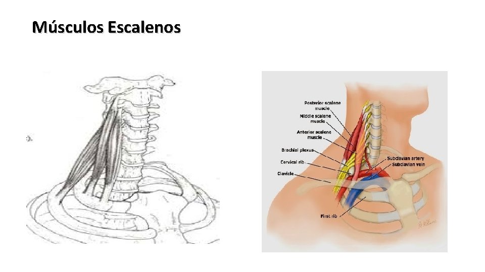 Músculos Escalenos 