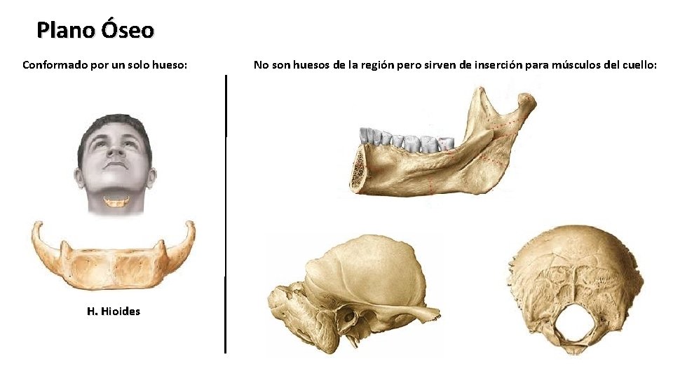 Plano Óseo Conformado por un solo hueso: H. Hioides No son huesos de la