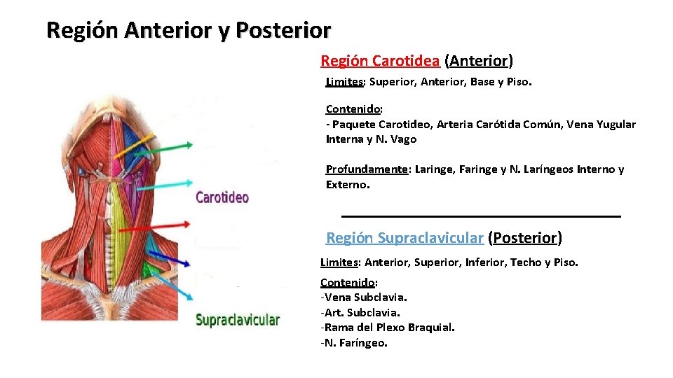 Región Anterior y Posterior Región Carotidea (Anterior) Limites: Superior, Anterior, Base y Piso. Contenido: