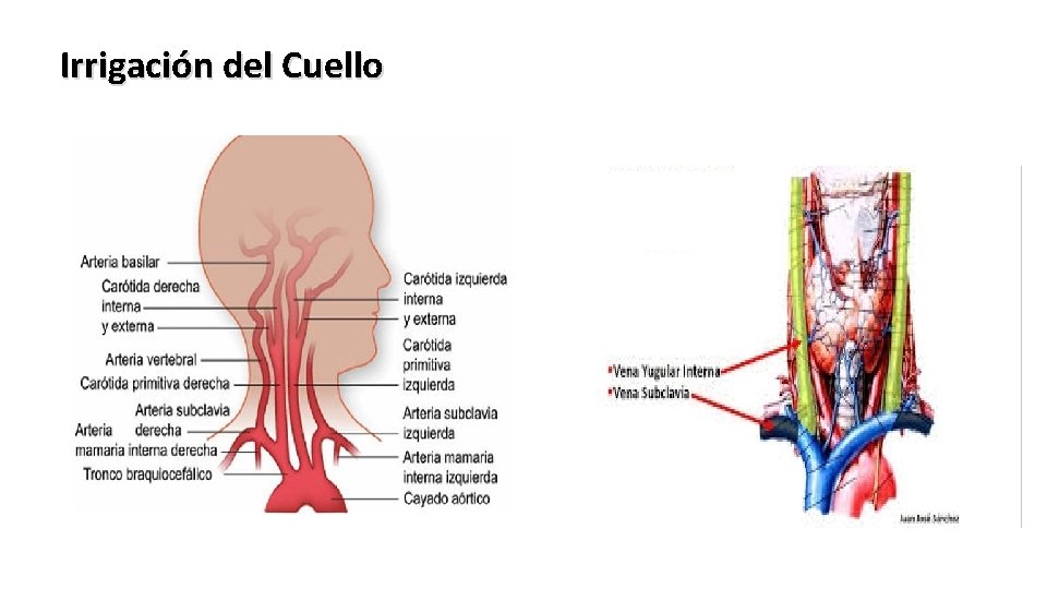 Irrigación del Cuello 