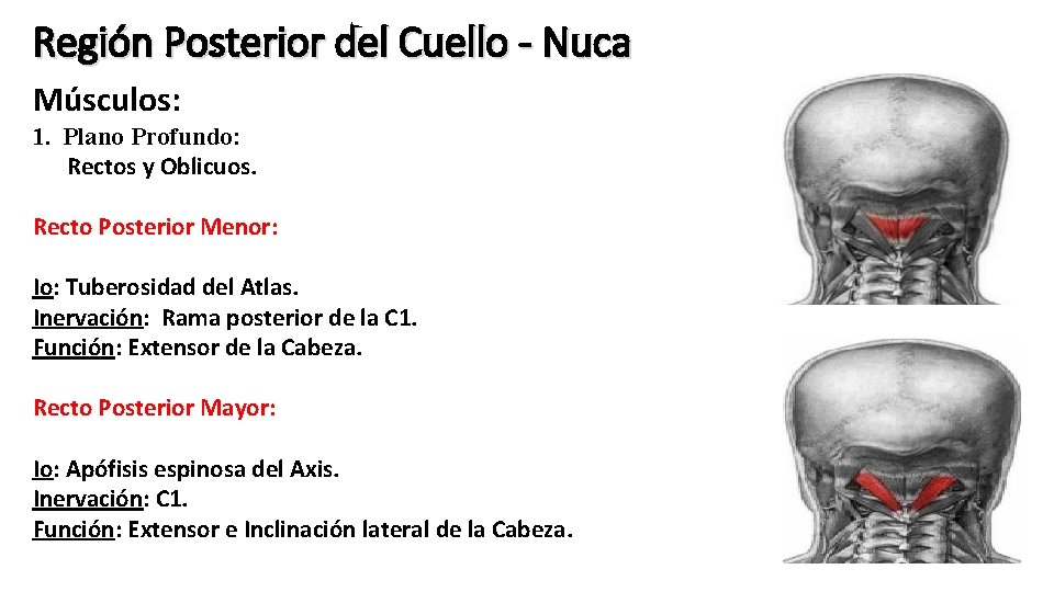 Región Posterior del Cuello - Nuca Músculos: 1. Plano Profundo: Rectos y Oblicuos. Recto