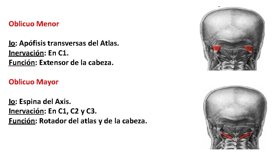 Oblicuo Menor Io: Apófisis transversas del Atlas. Inervación: En C 1. Función: Extensor de