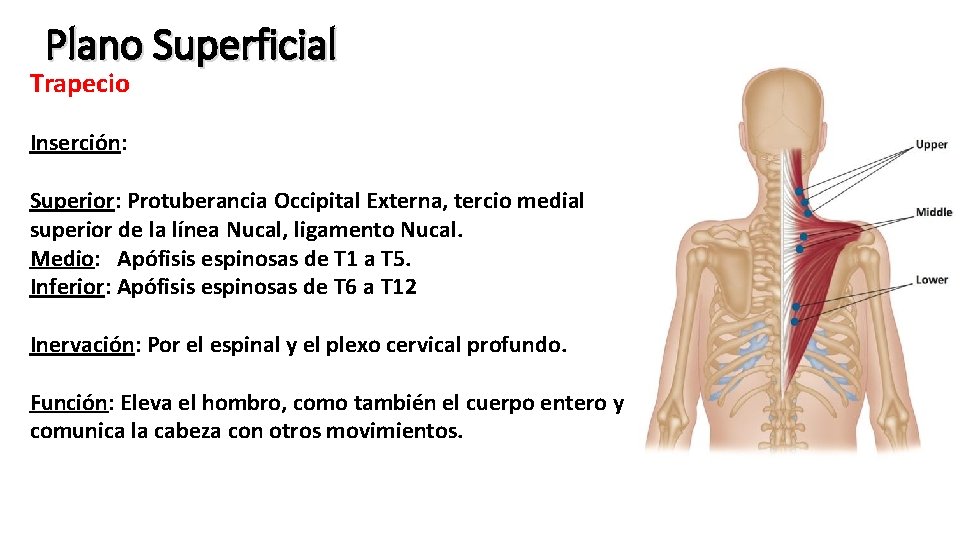 Plano Superficial Trapecio Inserción: Superior: Protuberancia Occipital Externa, tercio medial superior de la línea