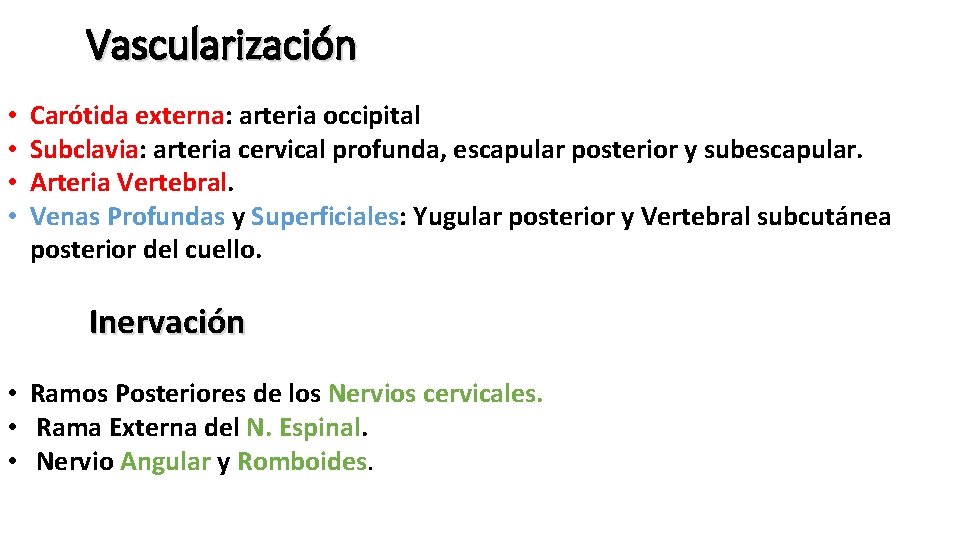 Vascularización • • Carótida externa: arteria occipital Subclavia: arteria cervical profunda, escapular posterior y