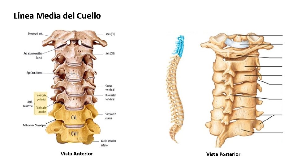 Línea Media del Cuello Vista Anterior Vista Posterior 