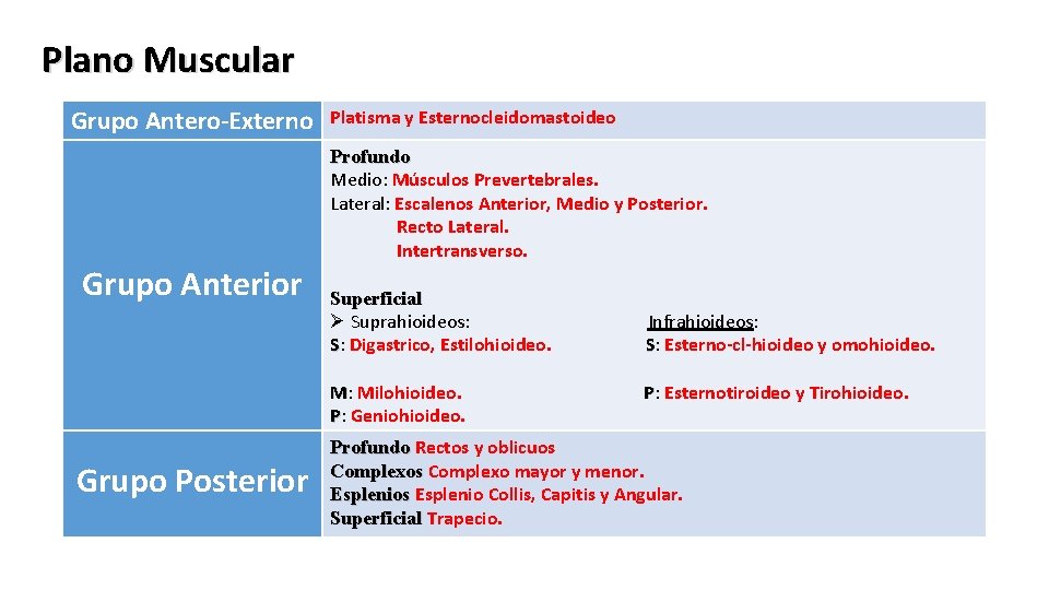 Plano Muscular Grupo Antero-Externo Grupo Anterior Platisma y Esternocleidomastoideo Profundo Medio: Músculos Prevertebrales. Lateral: