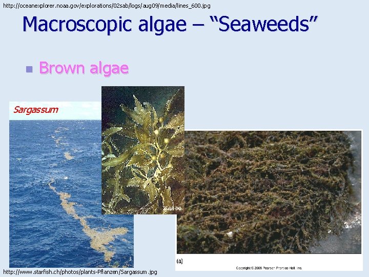 http: //oceanexplorer. noaa. gov/explorations/02 sab/logs/aug 09/media/lines_600. jpg Macroscopic algae – “Seaweeds” n Brown algae