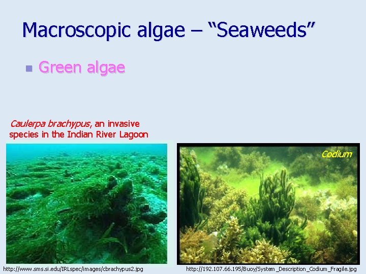 Macroscopic algae – “Seaweeds” n Green algae Caulerpa brachypus, an invasive species in the
