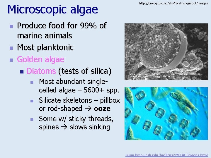 Microscopic algae n n n http: //biologi. uio. no/akv/forskning/mbot/images Produce food for 99% of