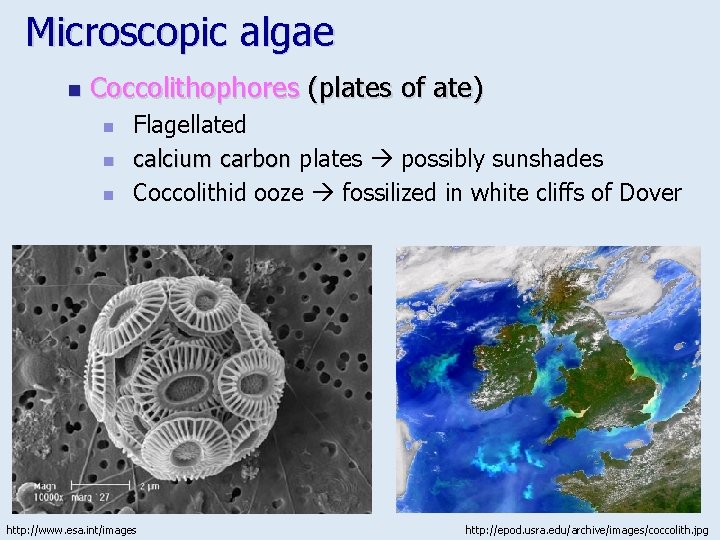 Microscopic algae n Coccolithophores (plates of ate) n n n Flagellated calcium carbon plates