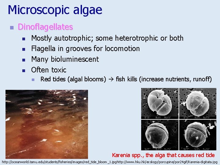 Microscopic algae n Dinoflagellates n n Mostly autotrophic; some heterotrophic or both Flagella in