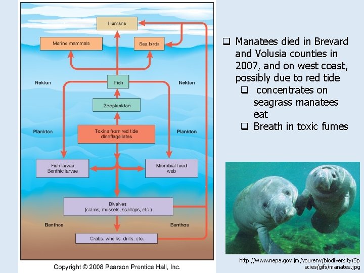 q Manatees died in Brevard and Volusia counties in 2007, and on west coast,