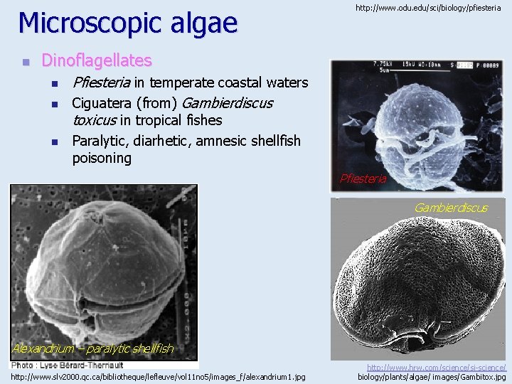 Microscopic algae n http: //www. odu. edu/sci/biology/pfiesteria Dinoflagellates n n n Pfiesteria in temperate