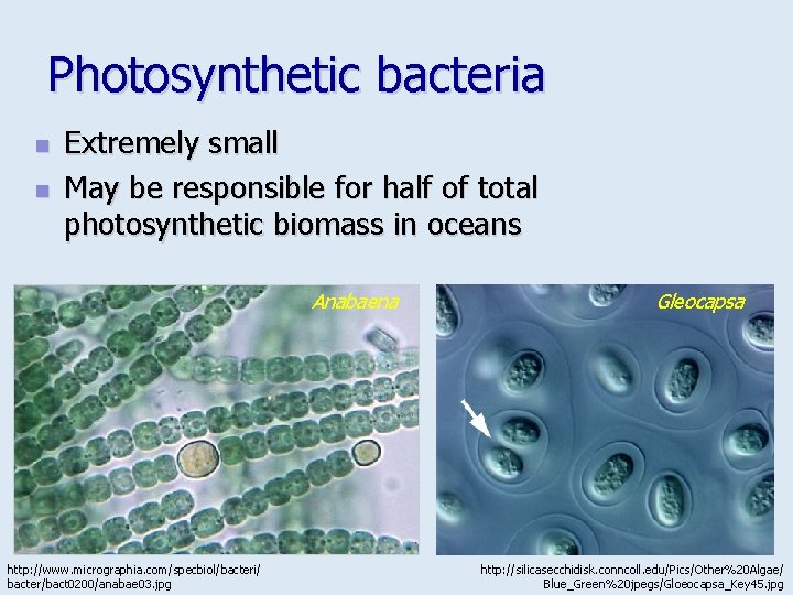 Photosynthetic bacteria n n Extremely small May be responsible for half of total photosynthetic