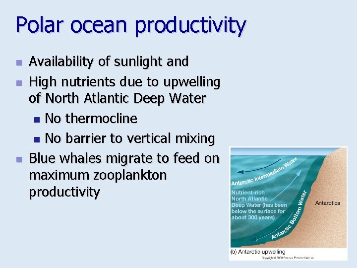 Polar ocean productivity n n n Availability of sunlight and High nutrients due to