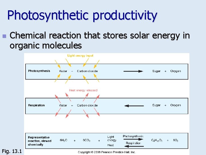 Photosynthetic productivity n Chemical reaction that stores solar energy in organic molecules Fig. 13.