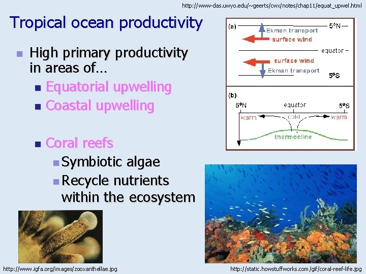 http: //www-das. uwyo. edu/~geerts/cwx/notes/chap 11/equat_upwel. html Tropical ocean productivity n High primary productivity in