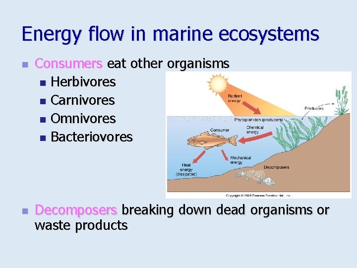 Energy flow in marine ecosystems n n Consumers eat other organisms n Herbivores n