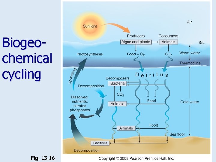 Biogeochemical cycling Fig. 13. 16 