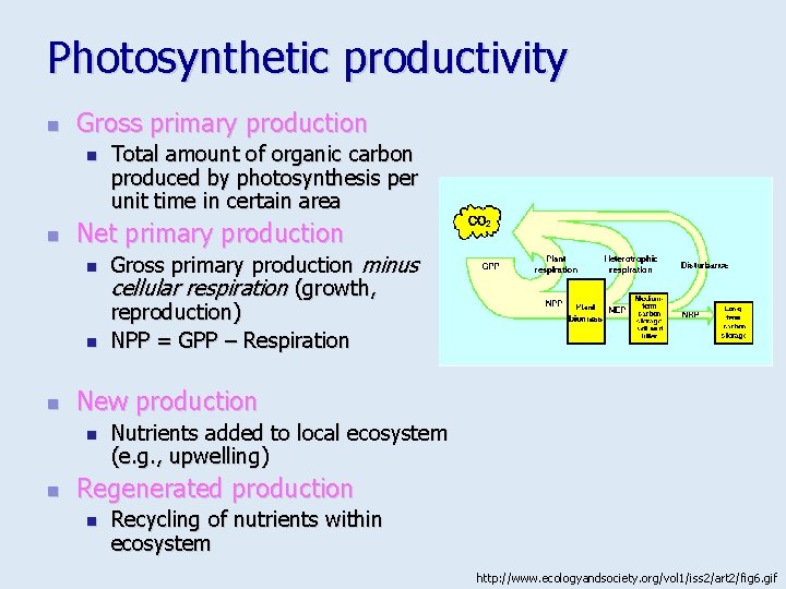 Photosynthetic productivity n Gross primary production n n Net primary production n Gross primary