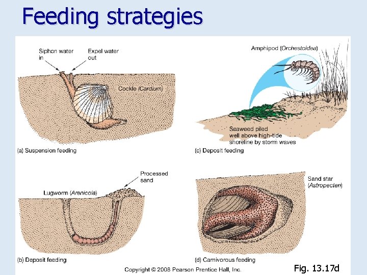 Feeding strategies Fig. 13. 17 d 