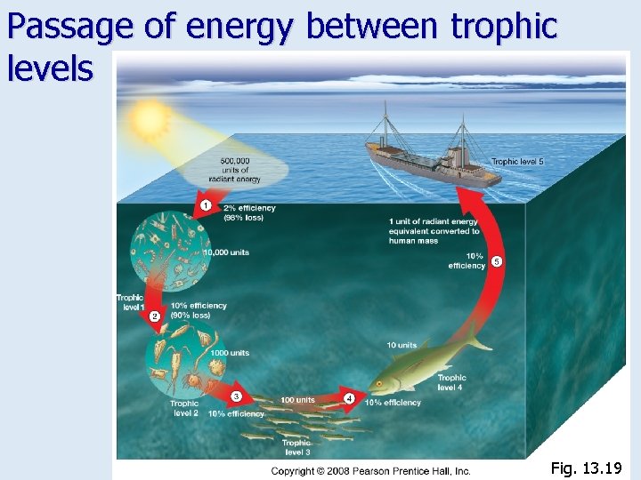 Passage of energy between trophic levels Fig. 13. 19 