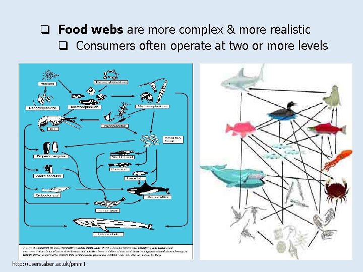 q Food webs are more complex & more realistic q Consumers often operate at