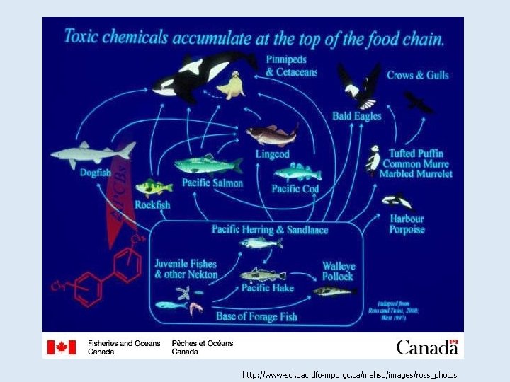 http: //www-sci. pac. dfo-mpo. gc. ca/mehsd/images/ross_photos 