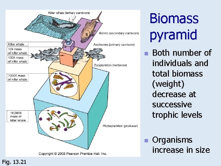 Biomass pyramid n n Fig. 13. 21 Both number of individuals and total biomass