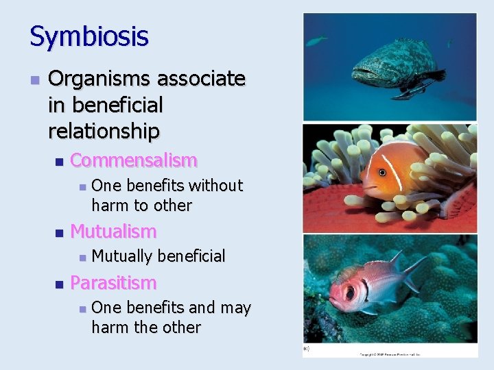 Symbiosis n Organisms associate in beneficial relationship n Commensalism n n Mutualism n n