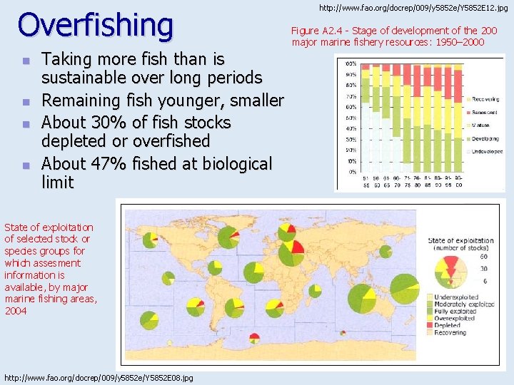 Overfishing n n Taking more fish than is sustainable over long periods Remaining fish