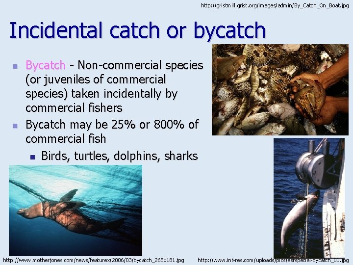 http: //gristmill. grist. org/images/admin/By_Catch_On_Boat. jpg Incidental catch or bycatch n n Bycatch - Non-commercial