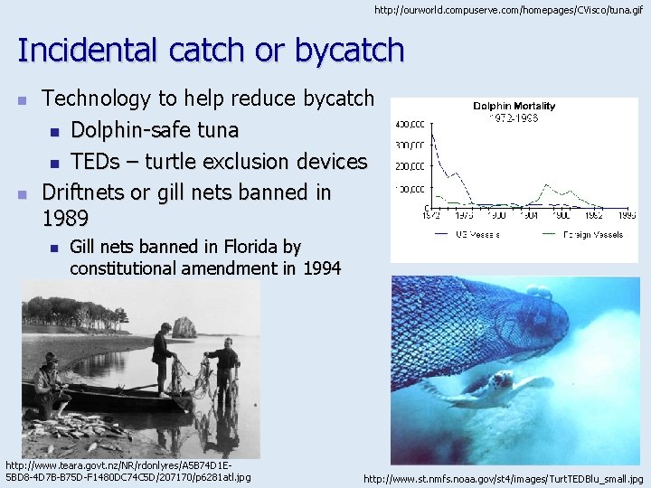 http: //ourworld. compuserve. com/homepages/CVisco/tuna. gif Incidental catch or bycatch n n Technology to help