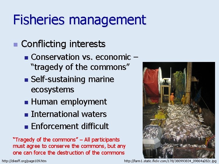 Fisheries management n Conflicting interests Conservation vs. economic – “tragedy of the commons” n