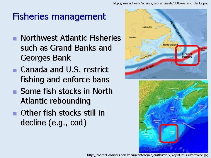http: //yukna. free. fr/science/zebramussels/300 px-Grand_Banks. png Fisheries management n n Northwest Atlantic Fisheries such