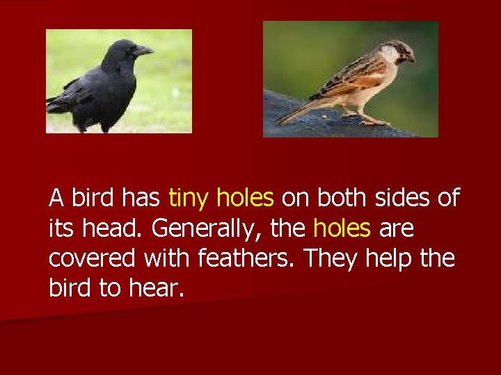 A bird has tiny holes on both sides of its head. Generally, the holes A bird has tiny holes on both sides of its head. Generally, the holes