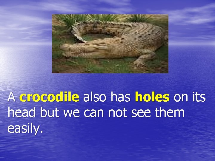 A crocodile also has holes on its head but we can not see them A crocodile also has holes on its head but we can not see them