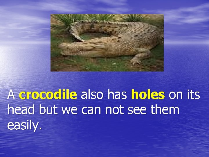 A crocodile also has holes on its head but we can not see them