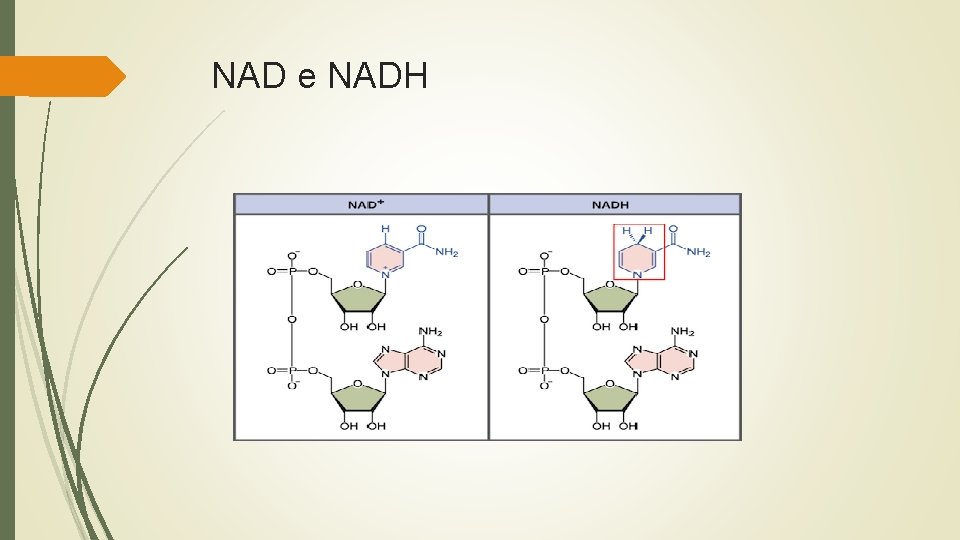 NAD e NADH 