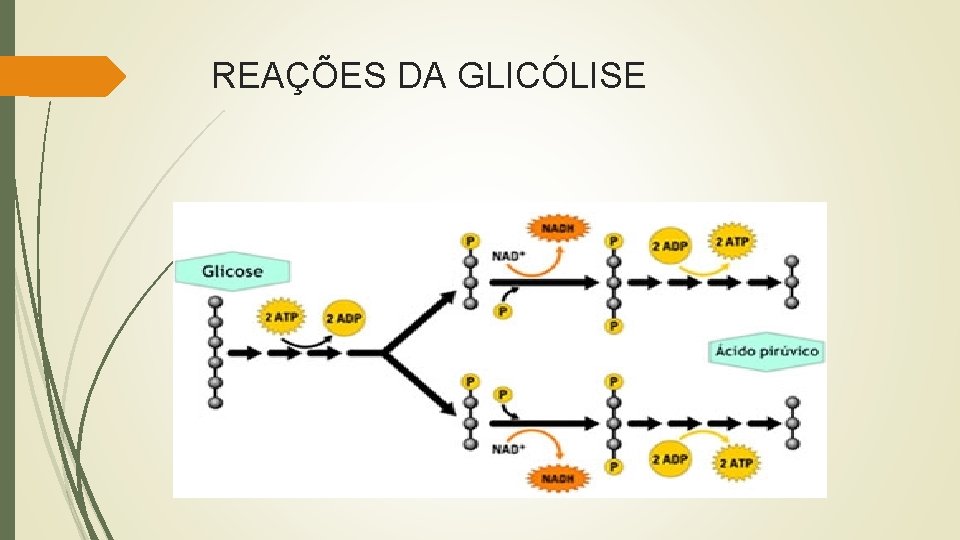 REAÇÕES DA GLICÓLISE 